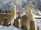 Grossansicht in neuem Fenster: Gut Immling Lamas im Schnee Grossansicht in neuem Fenster: Gut Immling Lamas im Schnee